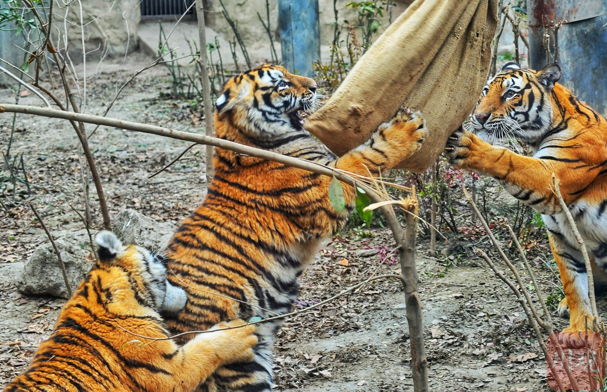 c視頻虎年觀虎成都動物園裡沾福氣