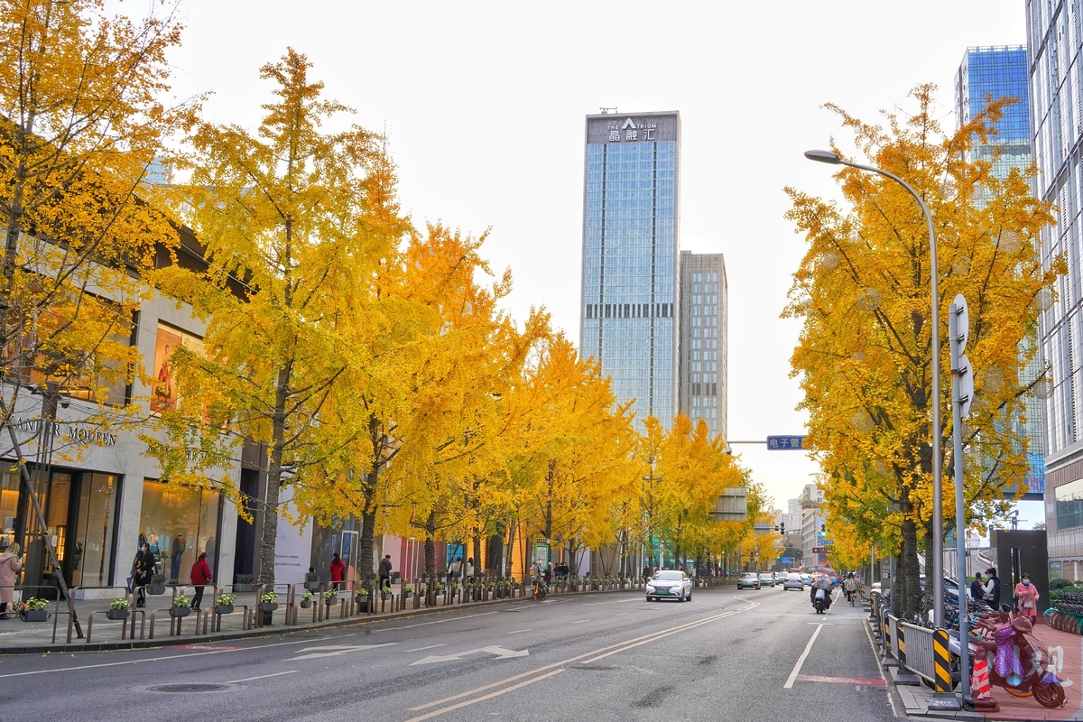 成都的太阳已连续多天到岗!最美“黄金”季节来了(图17) 成都的太阳已连续多天到岗!最美“黄金”季节来了(图17)