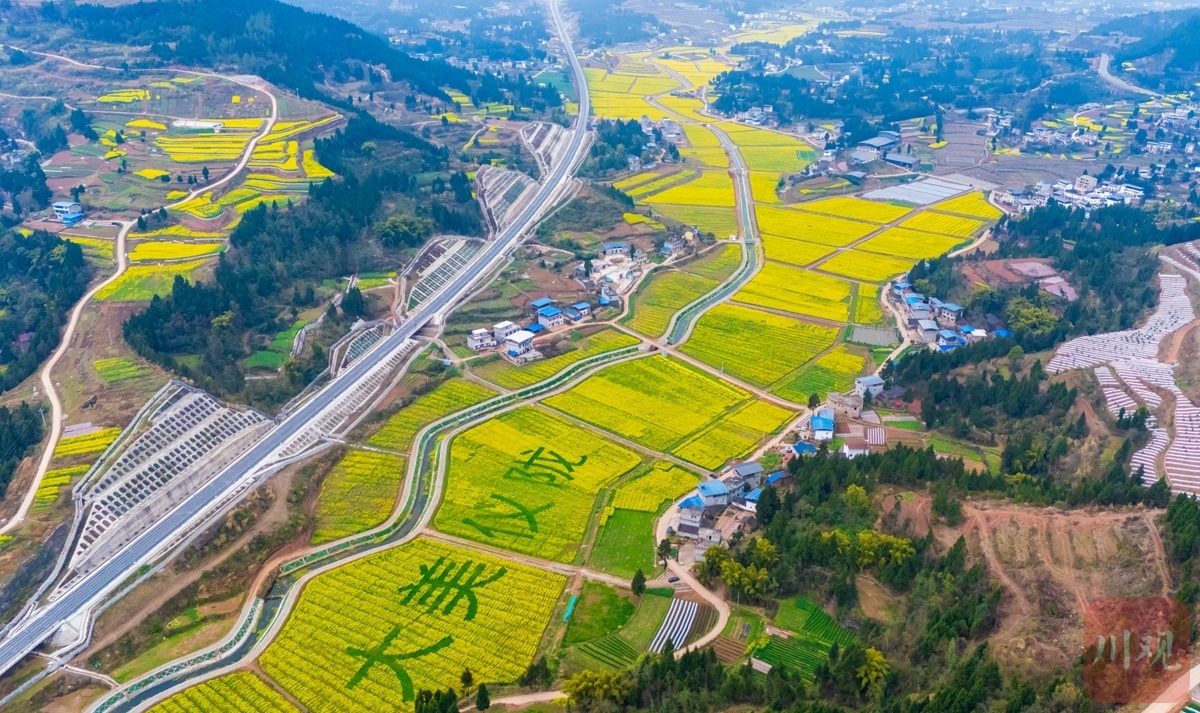 c视频丨南充仪陇万亩油菜花绽放扮靓乡村