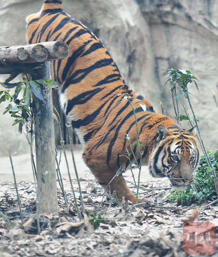 农历虎年将至成都动物园一睹虎威