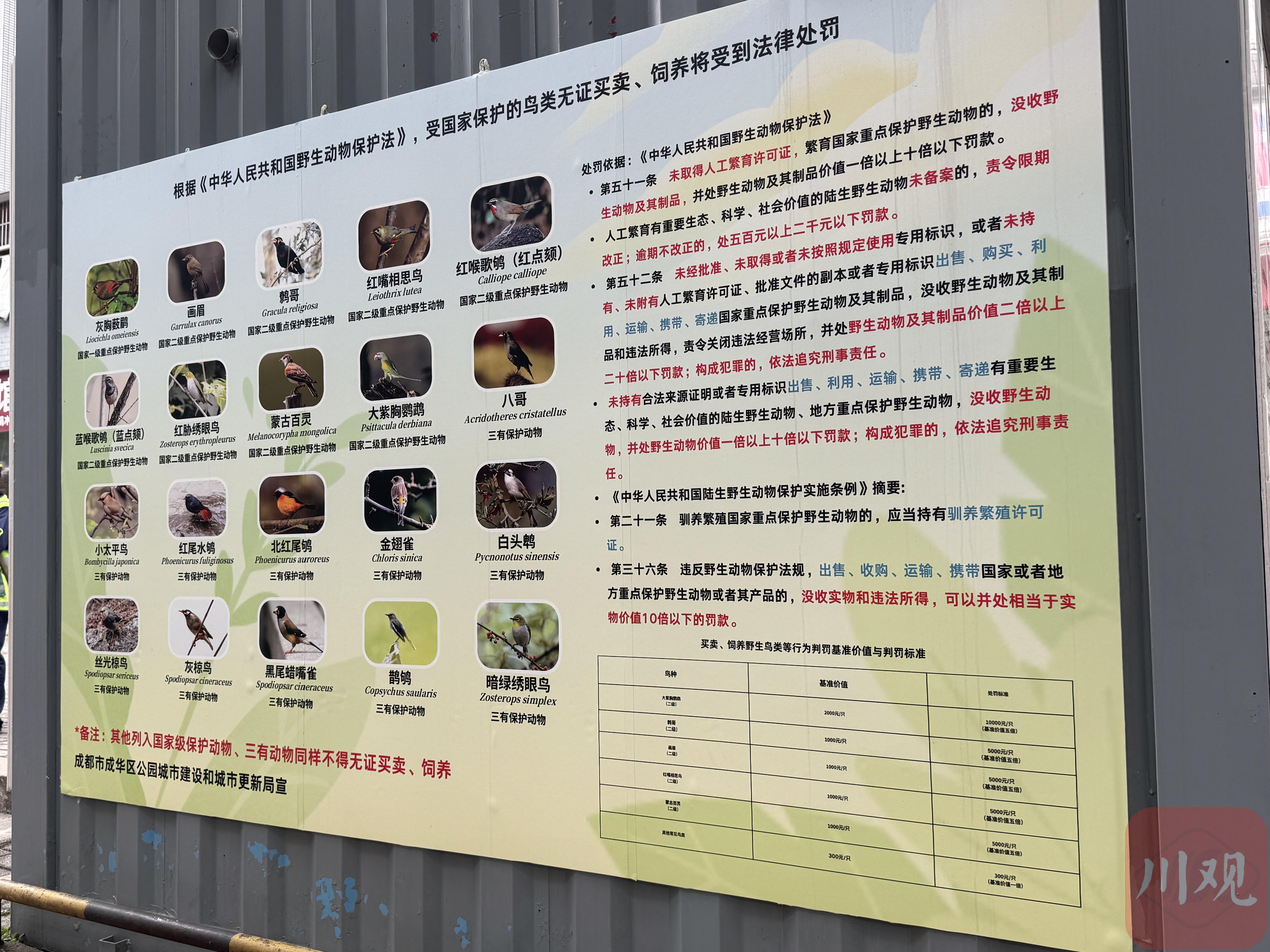 正值夏候鸟迁徙季，探访东篱鸟市：非法贩鸟者作鸟兽散