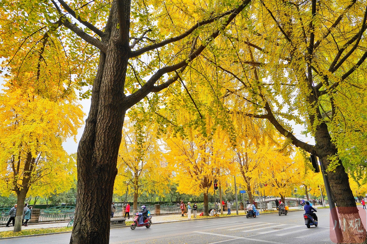 成都的太阳已连续多天到岗!最美“黄金”季节来了(图9) 成都的太阳已连续多天到岗!最美“黄金”季节来了(图9)