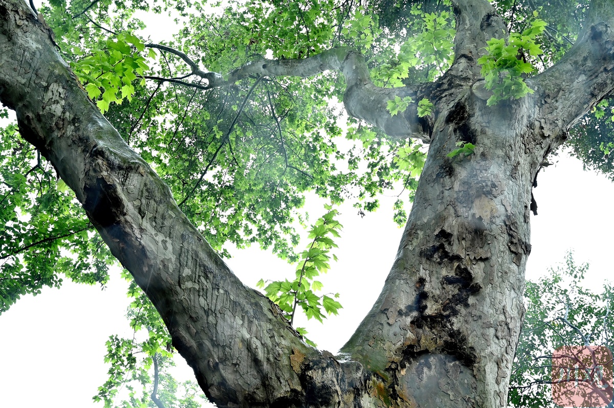 视频同株共生太难得成都人民公园梧桐树生出樟树枝叶