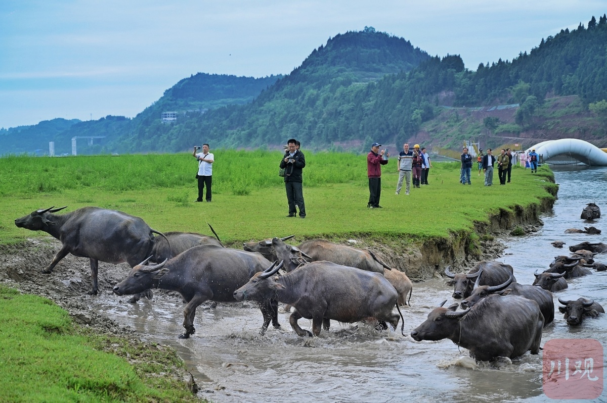 视频丨"百牛渡江" 经久不衰 该盛景在嘉陵江中已上演12年 - 川观新闻