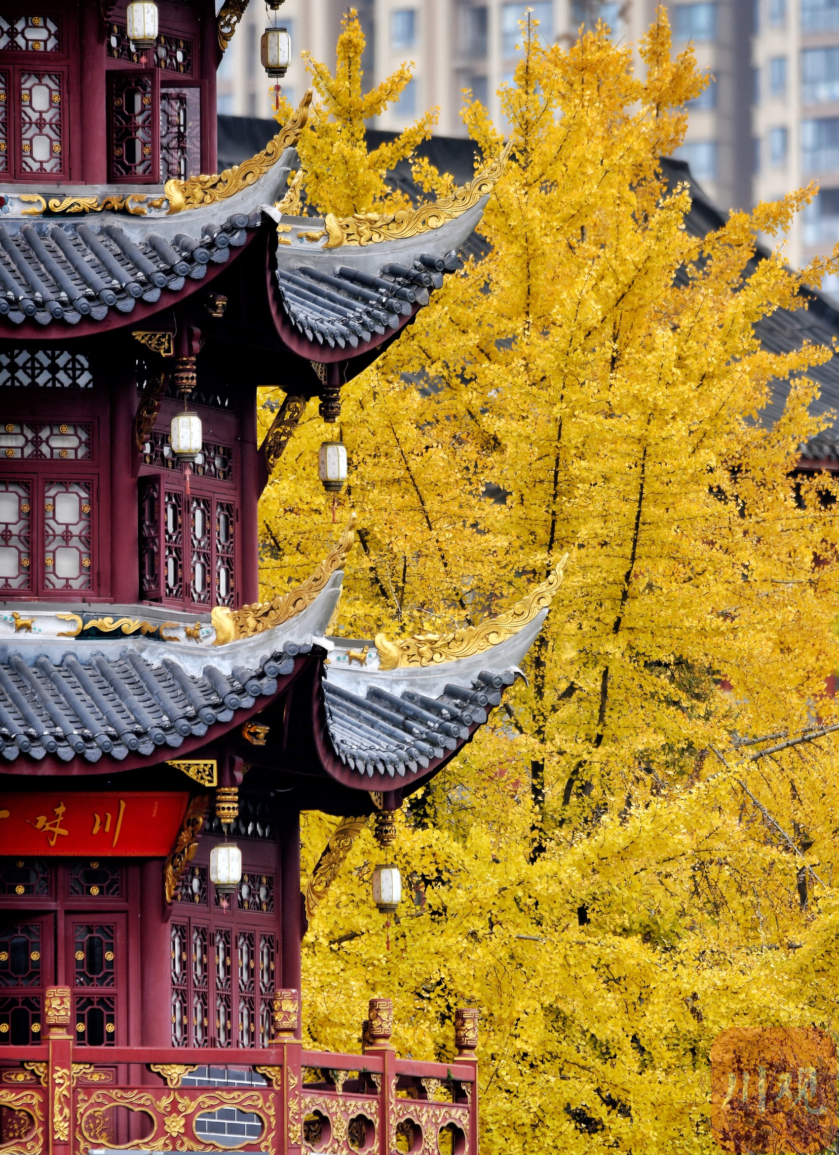 成都满城金黄又是一年银杏季