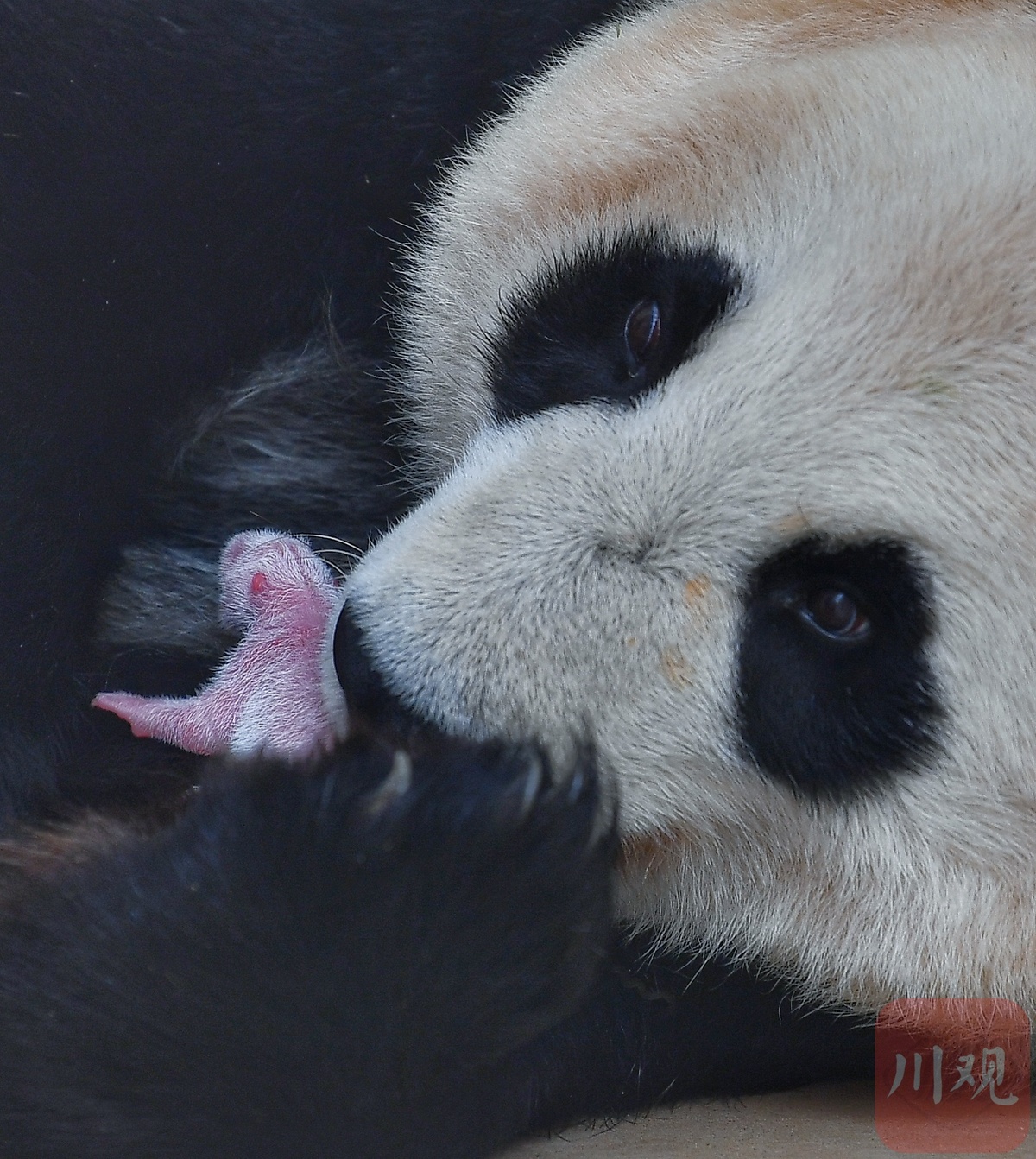 保护大熊猫的栖息地和食物来源_挂云帆