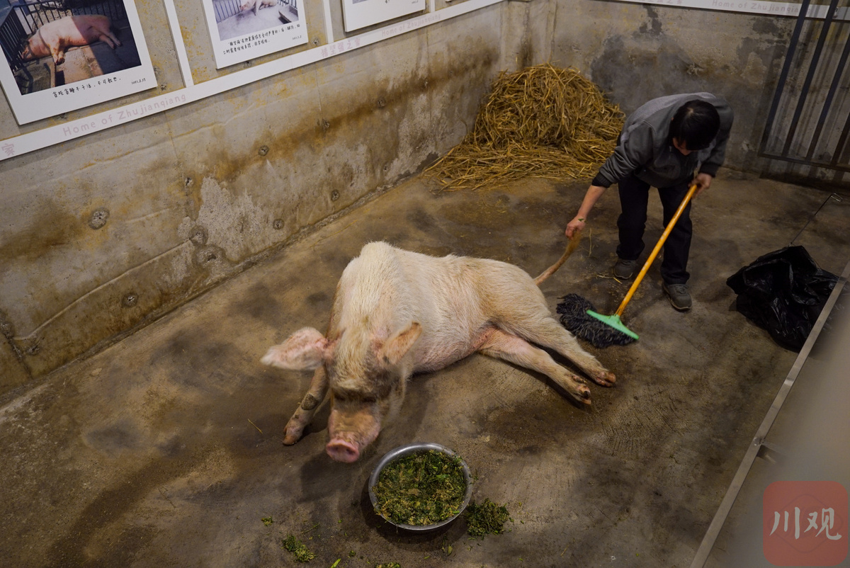 中国农业大学动物科技学院 新闻动态 【2013暑期社会实践】感受猪场生活，体验猪场经营