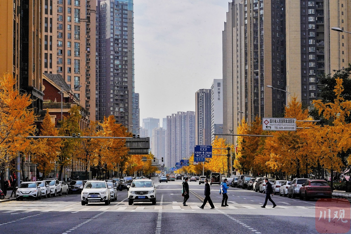 成都的太阳已连续多天到岗!最美“黄金”季节来了(图13) 成都的太阳已连续多天到岗!最美“黄金”季节来了(图13)