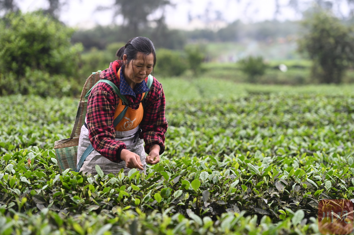 视频| 那个采茶的"李子柒"让记者放下相机去帮忙! - 川观新闻