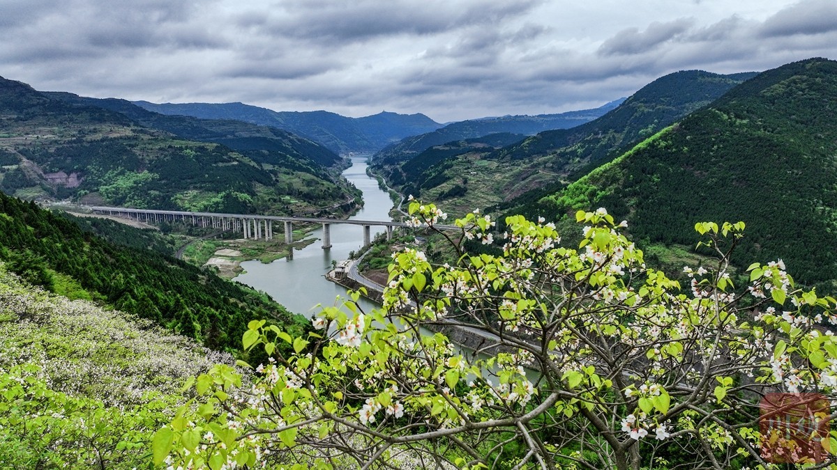 在金堂沱江第一峡 赏油桐花开似飞雪 - 川观新闻