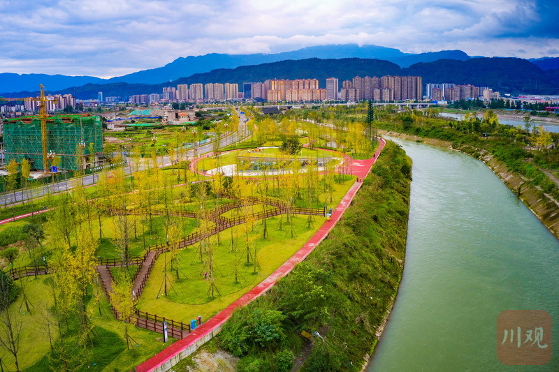 雅安:银杏泛黄,秋意渐浓 - 川观新闻