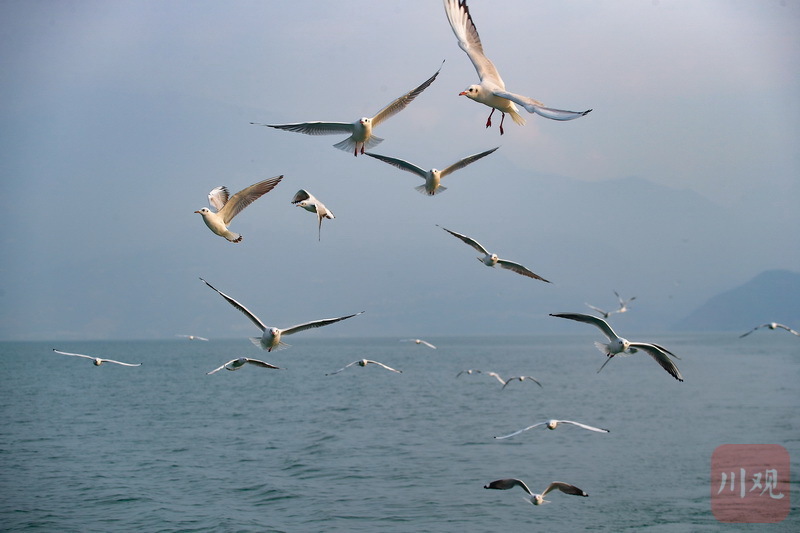 暖阳碧水,千鸟争鸣……11月9日,在雅安汉源县汉源湖大树月亮湾水域