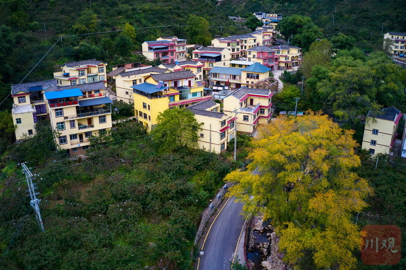 主产甜樱桃和花椒的汉源县清溪镇同心村进入了一年中相对农闲的时期