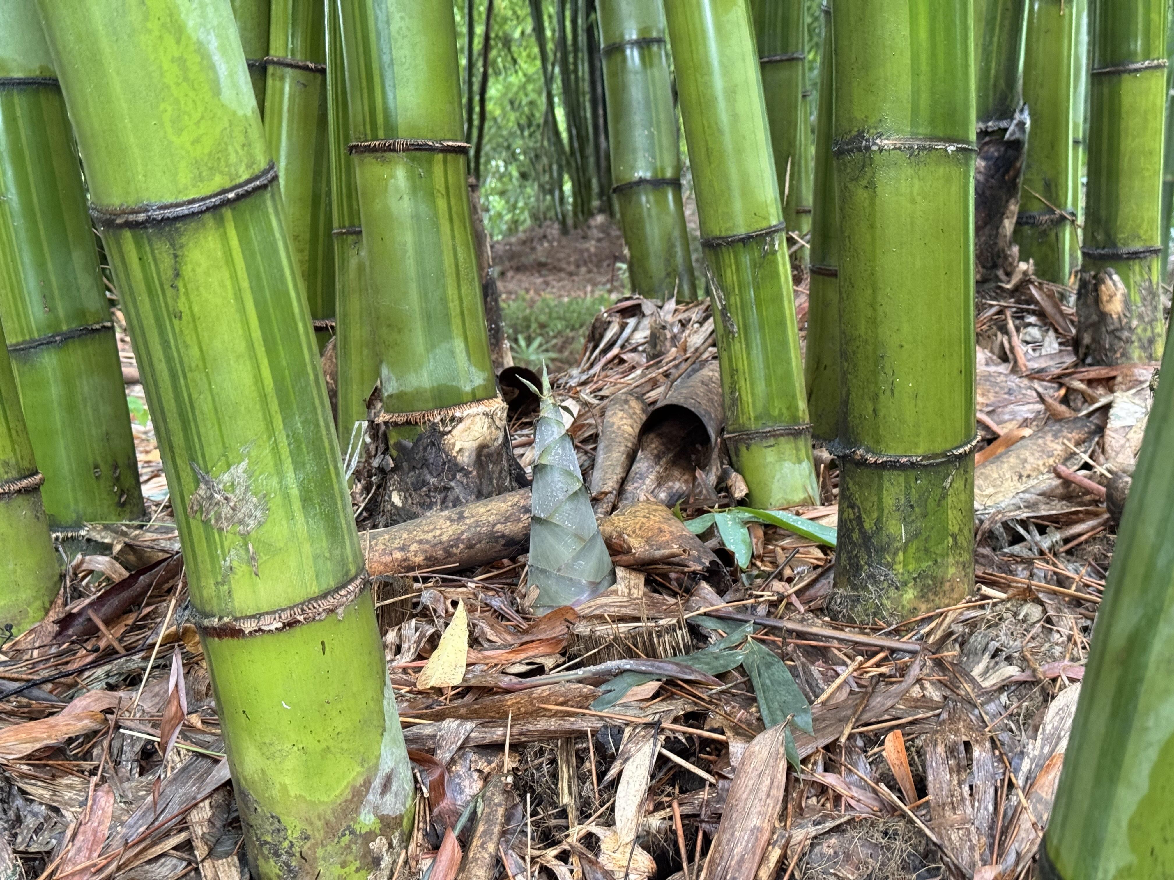 本轮竹浆纸价格为何上涨？丨川观探市