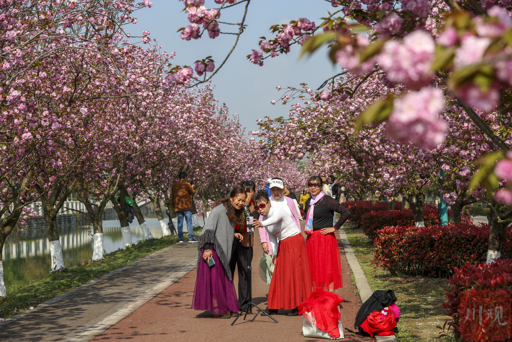 成都青白江凤凰湖樱花进入最佳观赏季