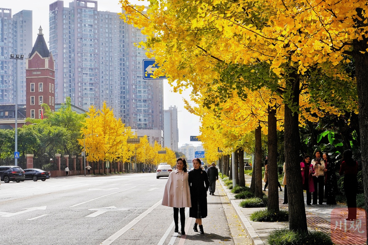 成都的太阳已连续多天到岗!最美“黄金”季节来了(图11) 成都的太阳已连续多天到岗!最美“黄金”季节来了(图11)