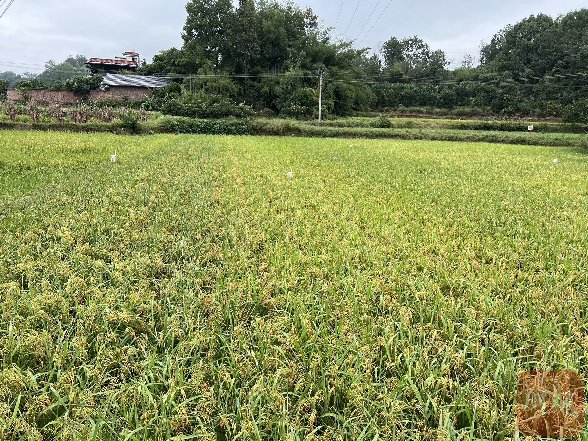 提高均产,四川再生稻试水“关键一招”|川观新闻