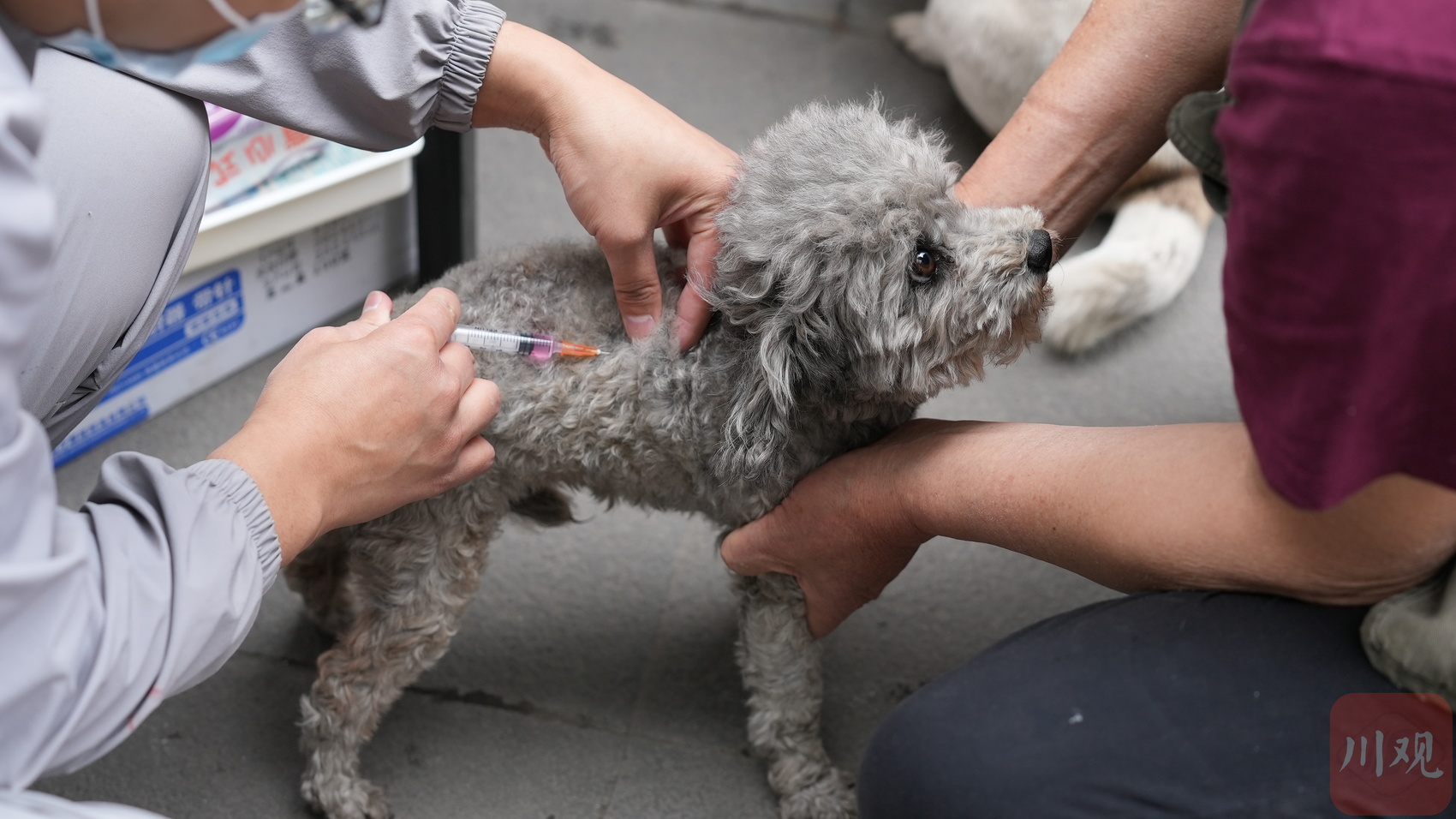 正在注射狂犬病疫苗.一隻柯基不太配合疫苗接種,主人正在安撫愛寵.