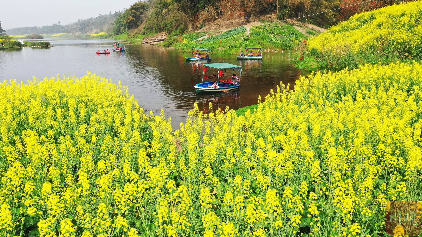 c视频万亩油菜花开快来宜宾江安捕获春天