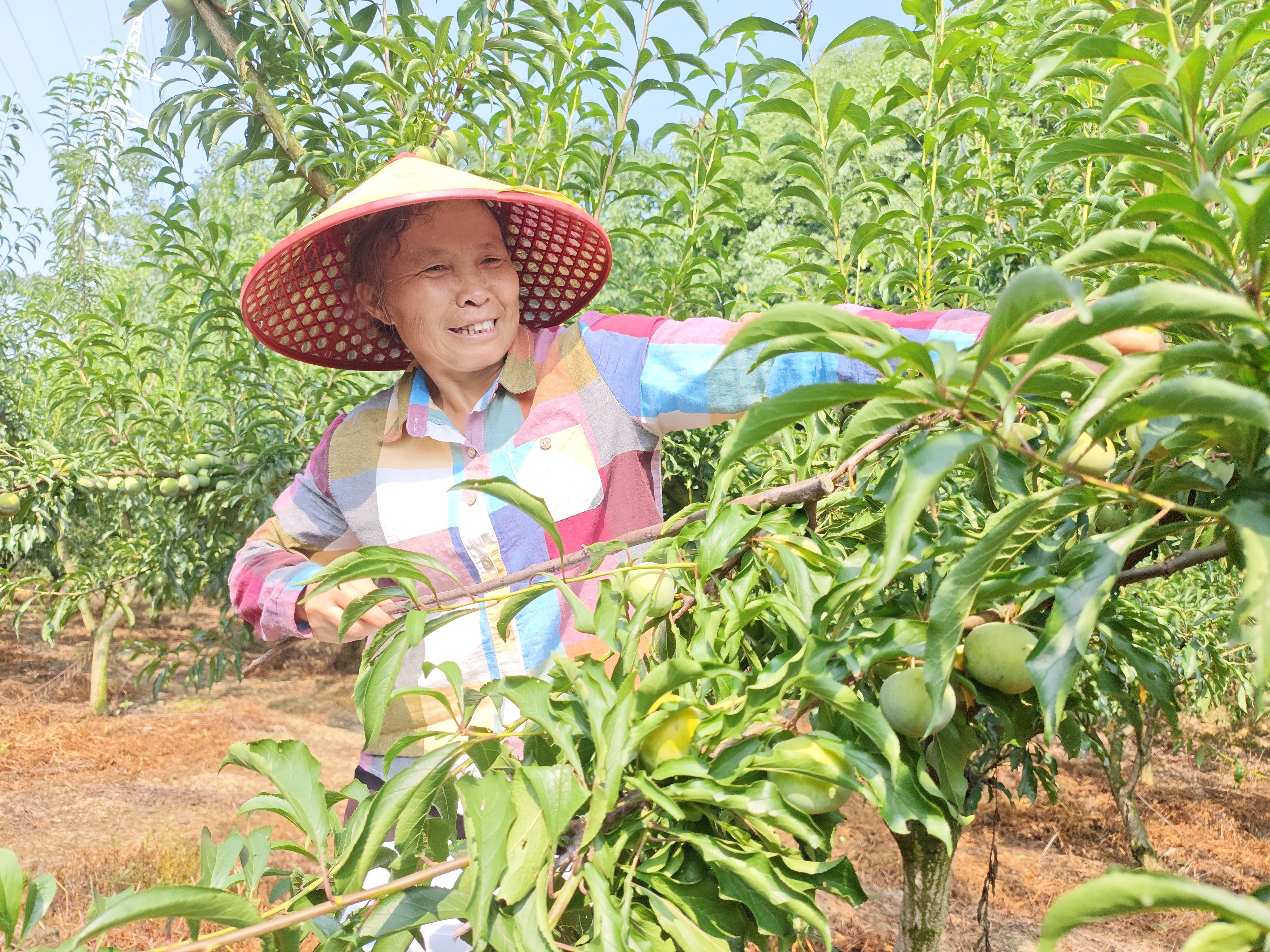 价格跌至个位数，李子界“爱马仕”不甜了？丨川观探市