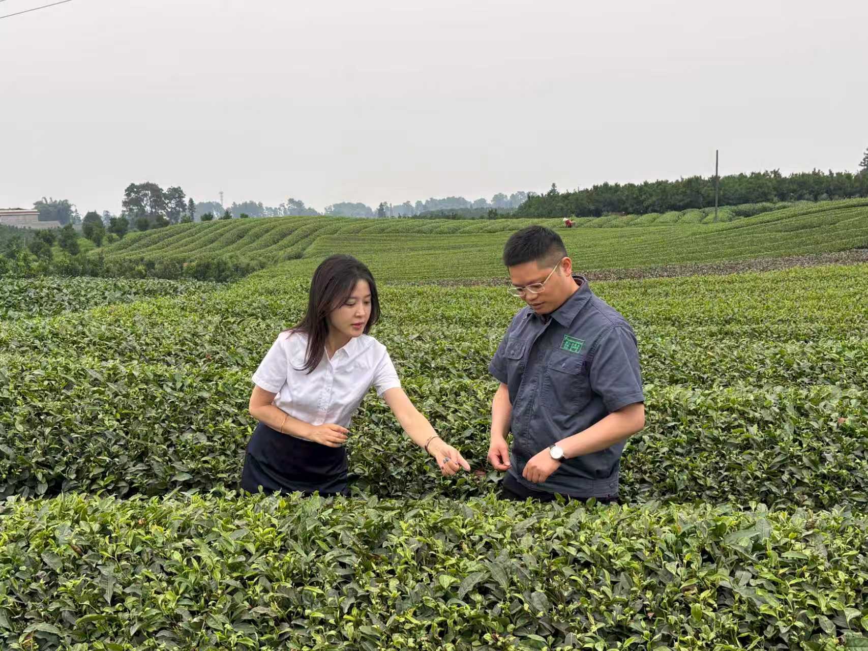 茶香飘四海，金融护远航 成都农商银行“再贷款+外汇套保”组合拳助企“出海”