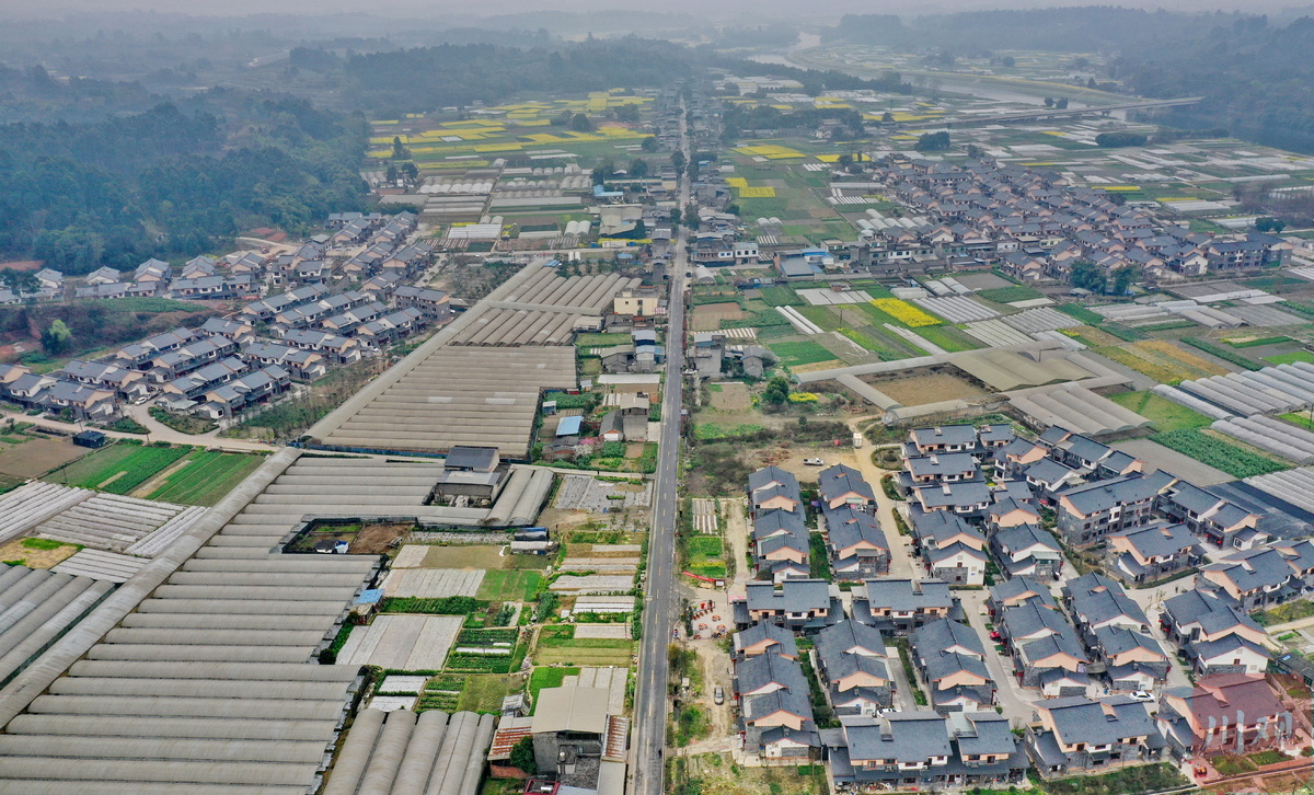川观新闻记者  李向雨 摄影报道3月9日,在成都市双流区永安镇双坝村