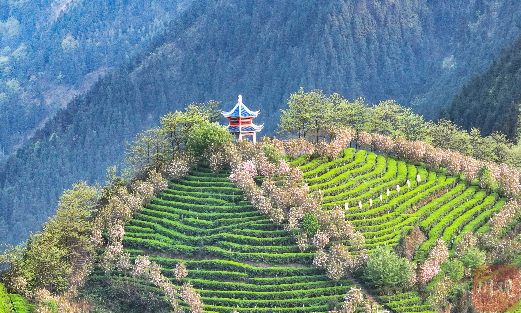 宜宾兴文早茶飘香采摘忙