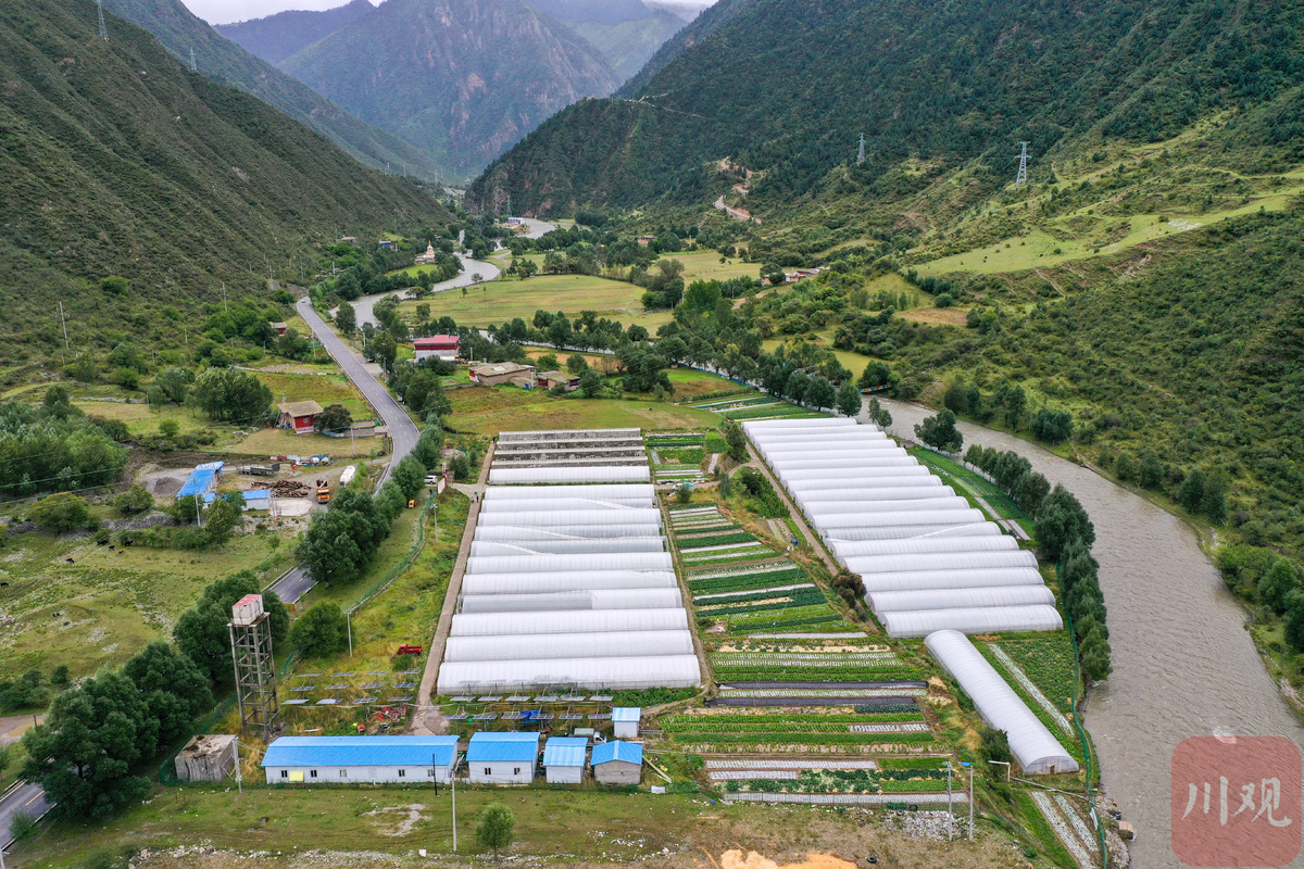 視頻丨德格縣蔬菜大棚種出鄉村振興好前景