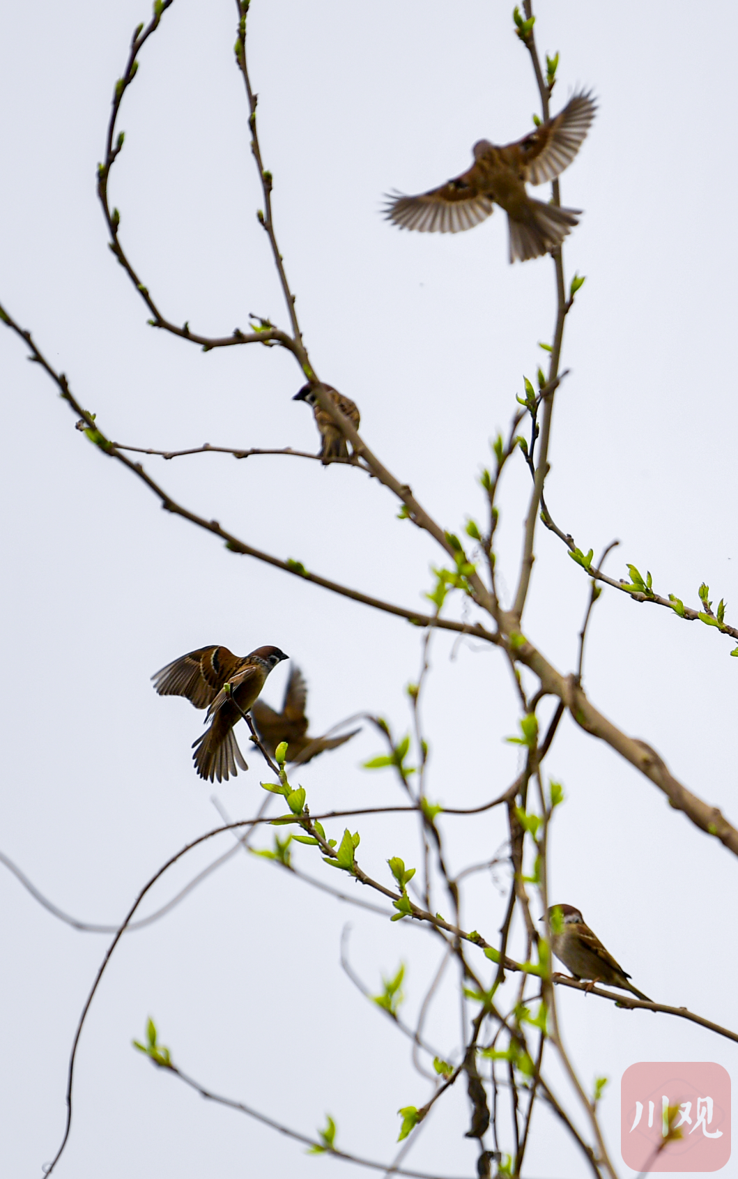 图集仲春时节绿叶发鸟鸣枝头报春来