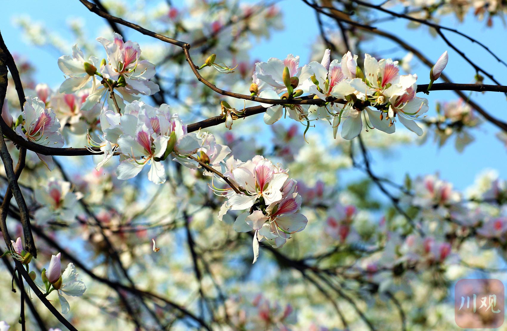 阳春四月,宜宾市筠连县城区定水河沿岸的羊蹄甲进入花期,一树树花,粉