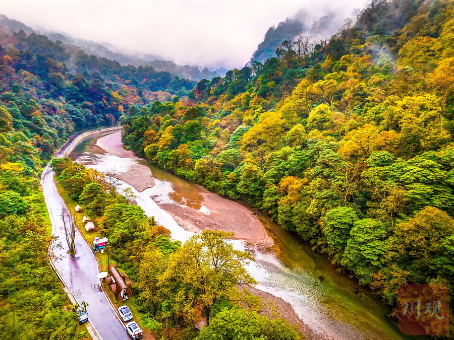 睛彩雅安127荥经彩林染云雾绕初冬龙苍沟如梦如幻