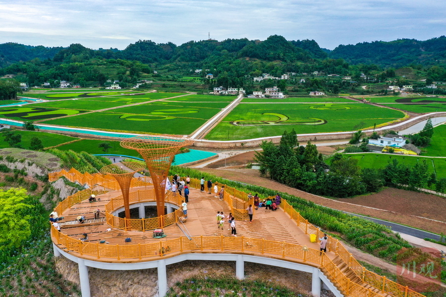 崭新的田园稻香观景平台吸引了不少市民登高远望;绿油油的田野内,2只