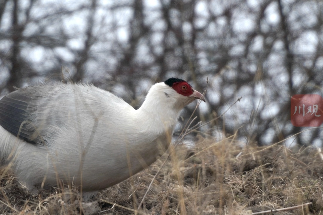 偶遇国家二级保护动物白马鸡雪中"巡山" - 川观新闻