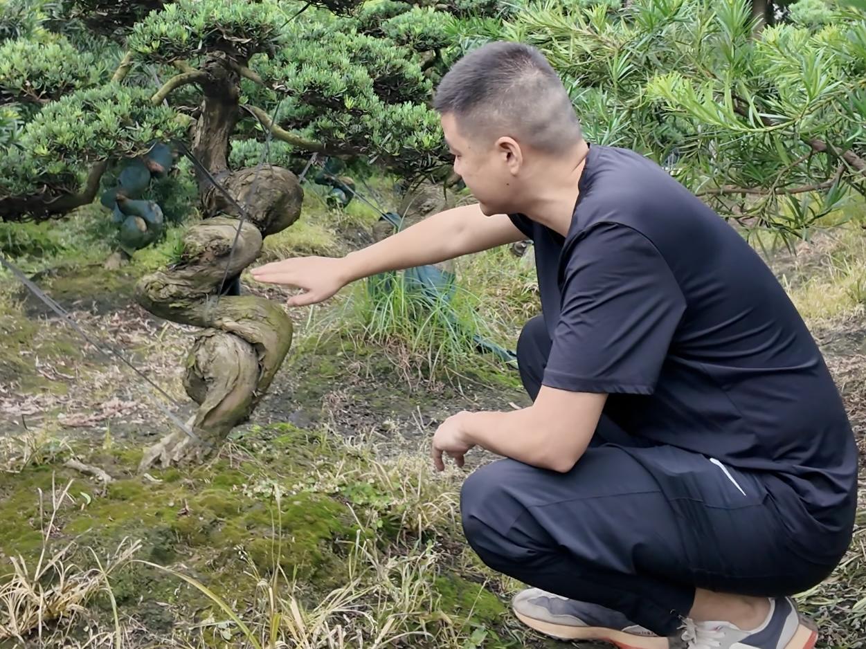 青年党员代朋：让中国特有的贴梗海棠焕发新生机丨四川青年young本