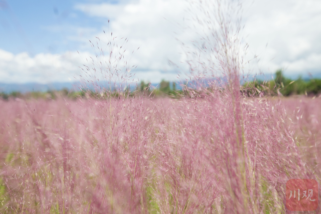 仙气十足!粉黛花海来袭 打卡西昌的浪漫秋日