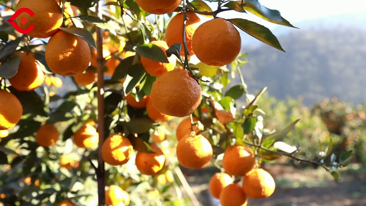 汉源:2.4万亩黄果柑陆续上市