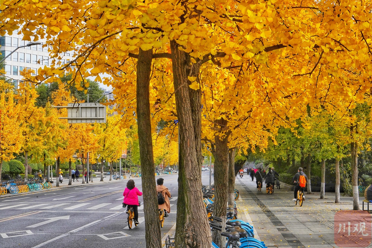 成都的太阳已连续多天到岗!最美“黄金”季节来了(图10) 成都的太阳已连续多天到岗!最美“黄金”季节来了(图10)