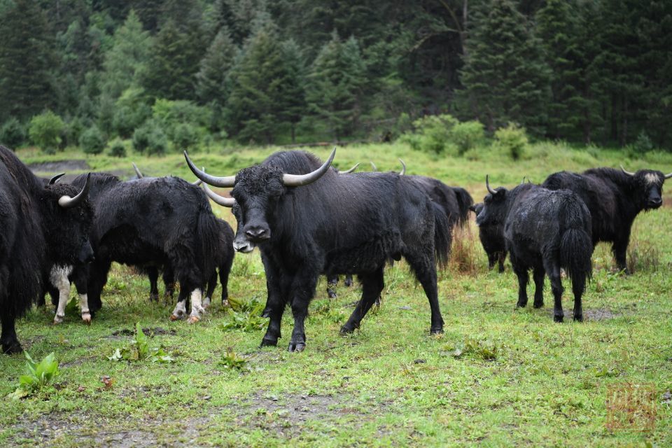 九龙牦牛之世界最大图片