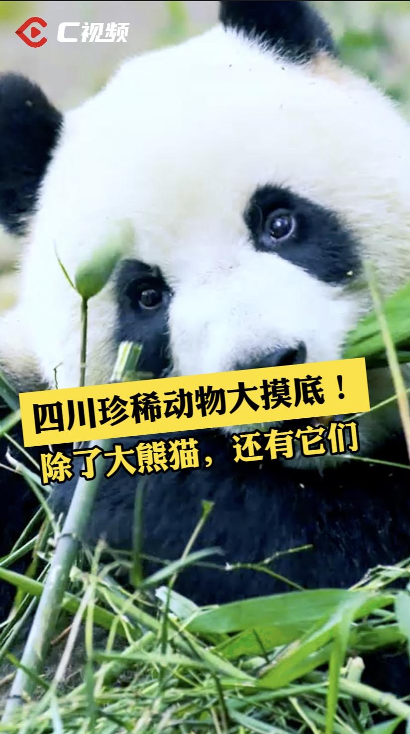 四川珍稀动物大摸底! 除了大熊猫,还有它们!_四川在线