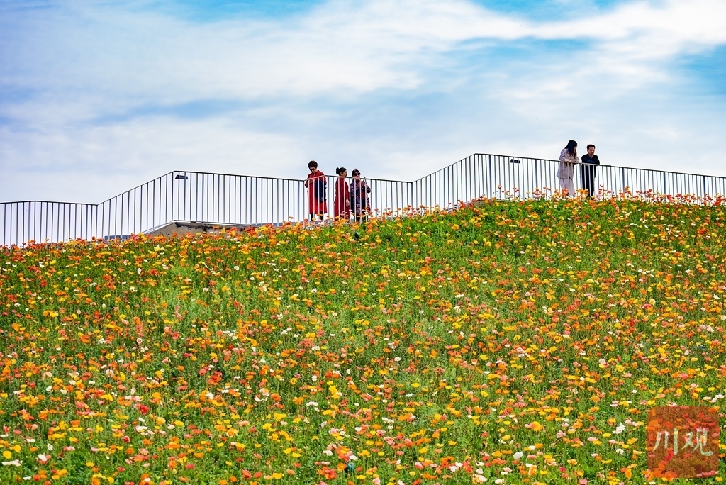 c视频|成都温江这片花海在社交平台"出圈" 点燃游客打卡热潮 - 川观