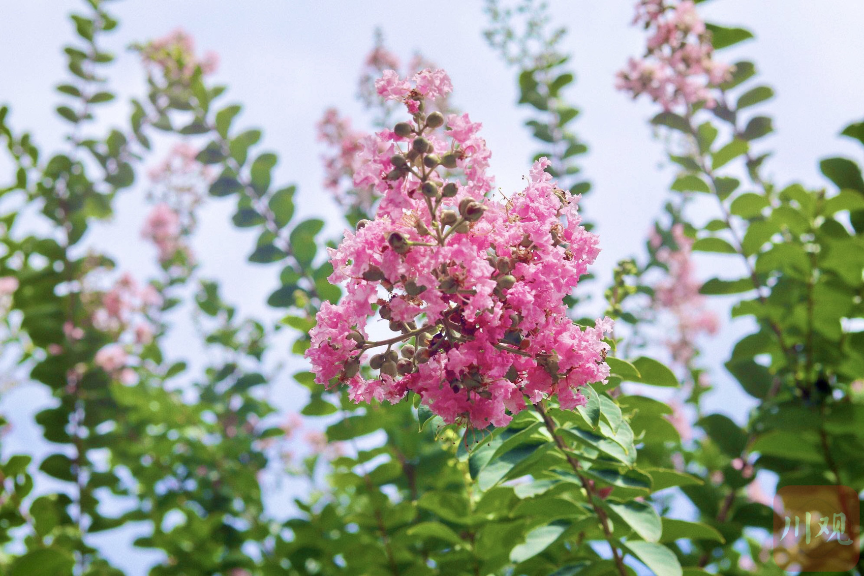 近日,资阳市雁江区凤岭公园,娇子大道等景观带紫薇花正值花期,盛开的