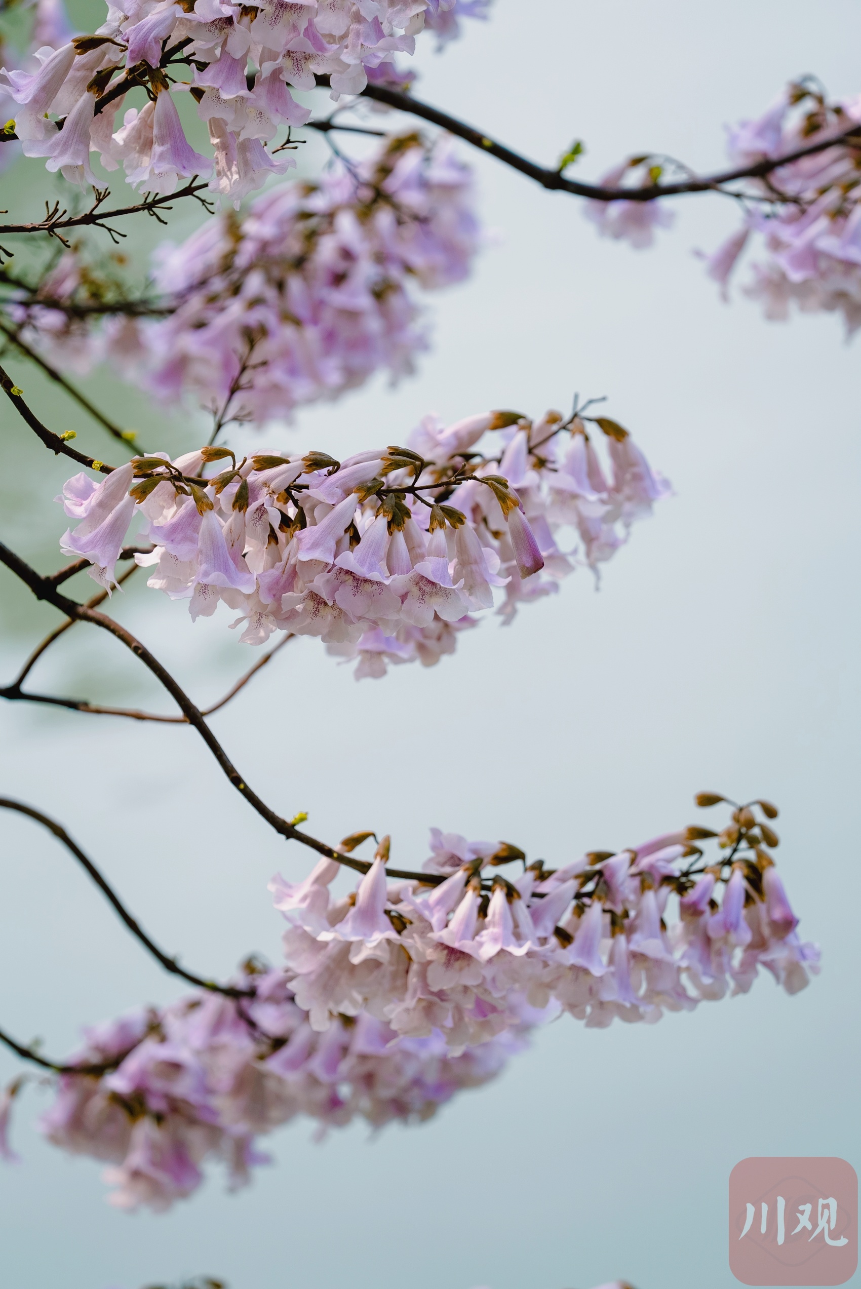 花花视界99三月限定的浪漫锦江河畔泡桐花开了