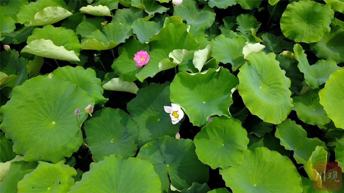 花城風物93丨攀枝花第一波荷花上線滿屏都是夏天的味道