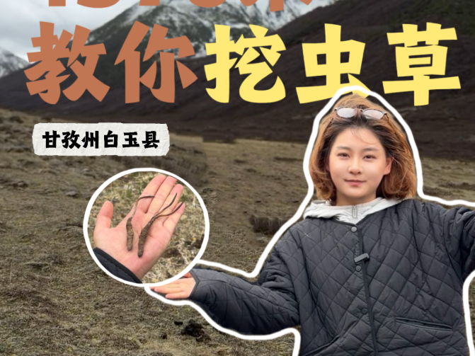 我在海拔4376米带你挖虫草丨食情局（274）