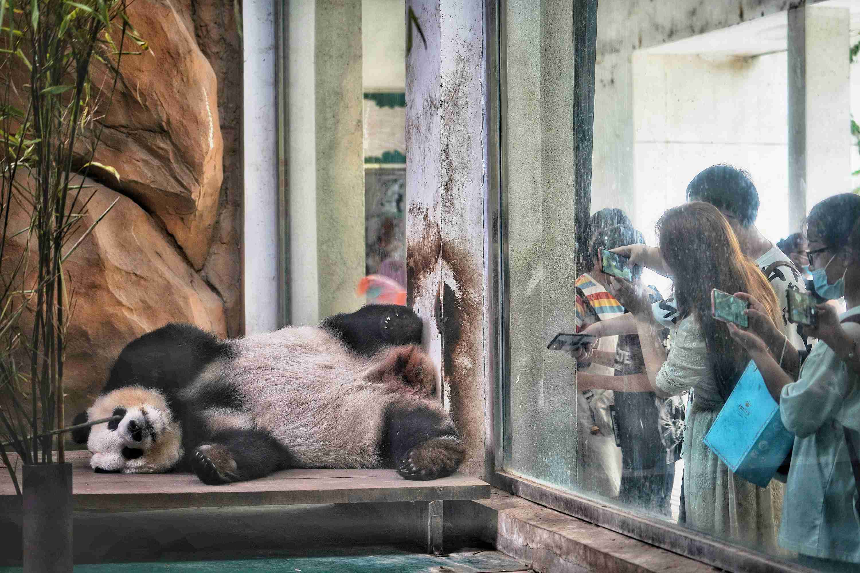 清风送爽 大暑下的成都动物园人气旺 - 川观新闻