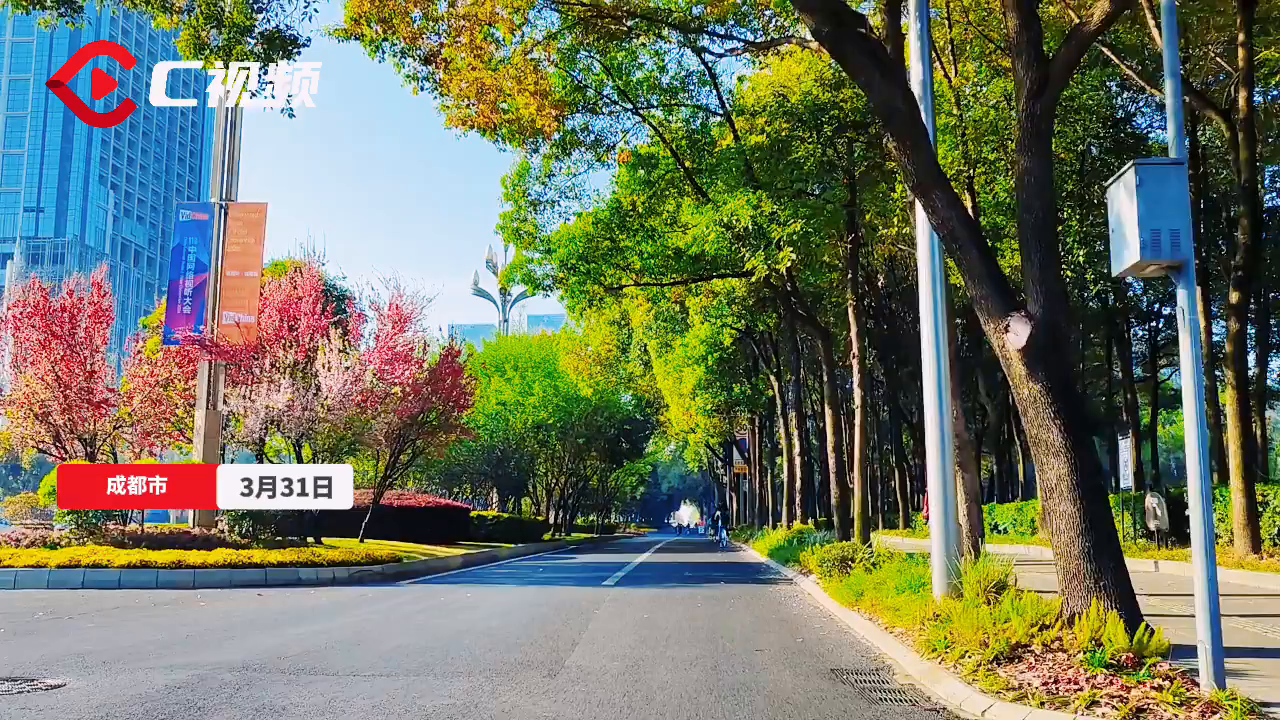 c视频来成都天府大道走一走光影斑驳处邂逅春光