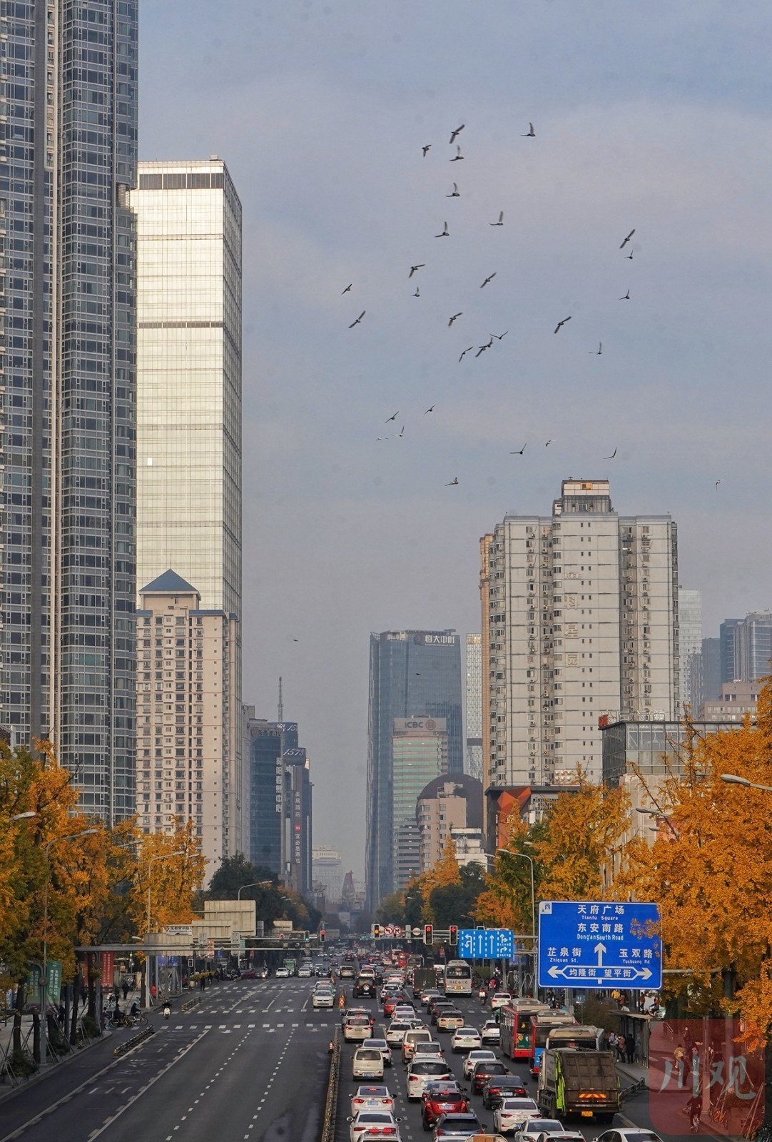 成都的太阳已连续多天到岗!最美“黄金”季节来了(图6) 成都的太阳已连续多天到岗!最美“黄金”季节来了(图6)
