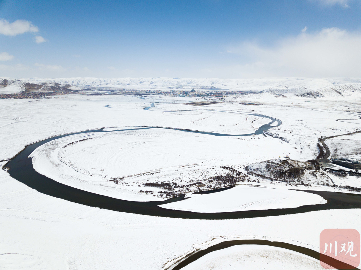 成群赤麻鸭在红原月亮湾景区"迎雪起舞"