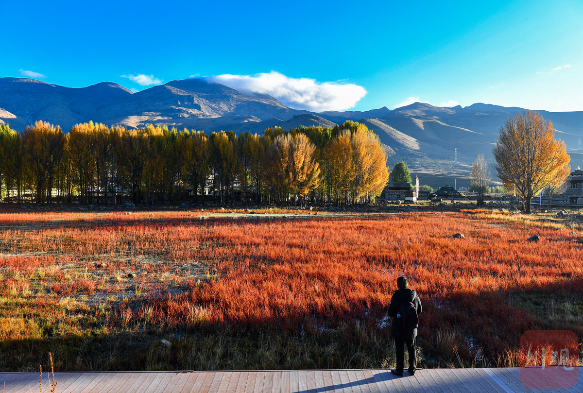 秋色起稻城红草地带来高原最美色彩