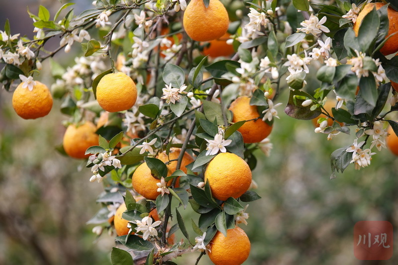 雅安石棉花果同树柑园春色别样美